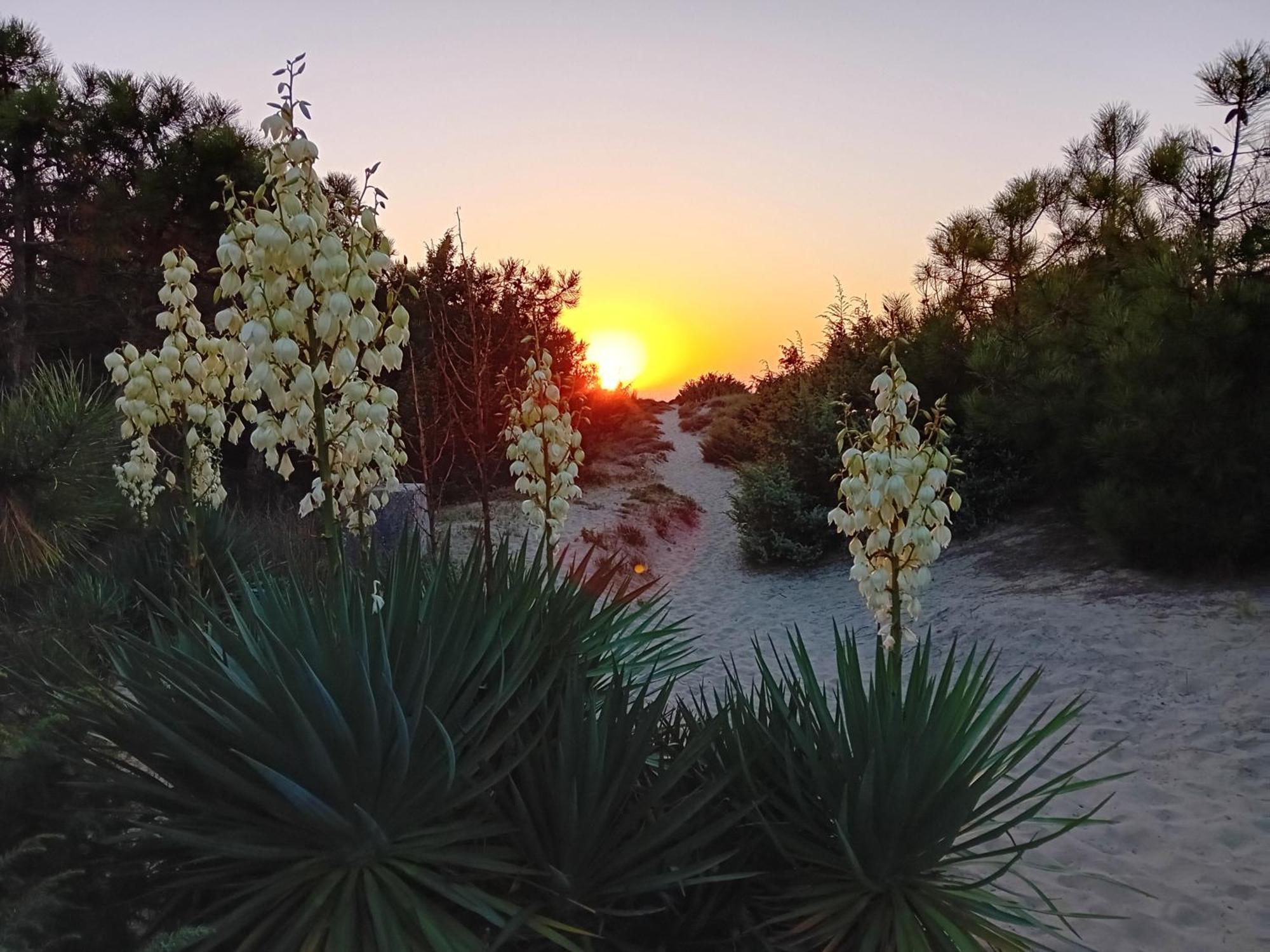 Accesso Diretto Sul Mare Maredilucecala Calambrone Exterior foto